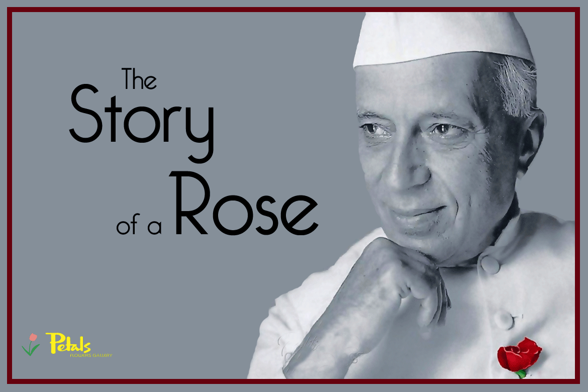 The Story Of  A Red Rose Dehradun