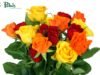 Top Summer Flower Delivery in Dehradun